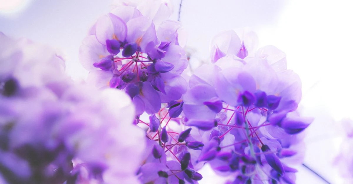 喜寿を迎える家族へ贈る紫と白の花束、プリザーブドフラワー、鉢花