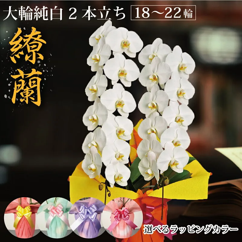 大輪純白胡蝶蘭 2本立ち（18〜22輪）